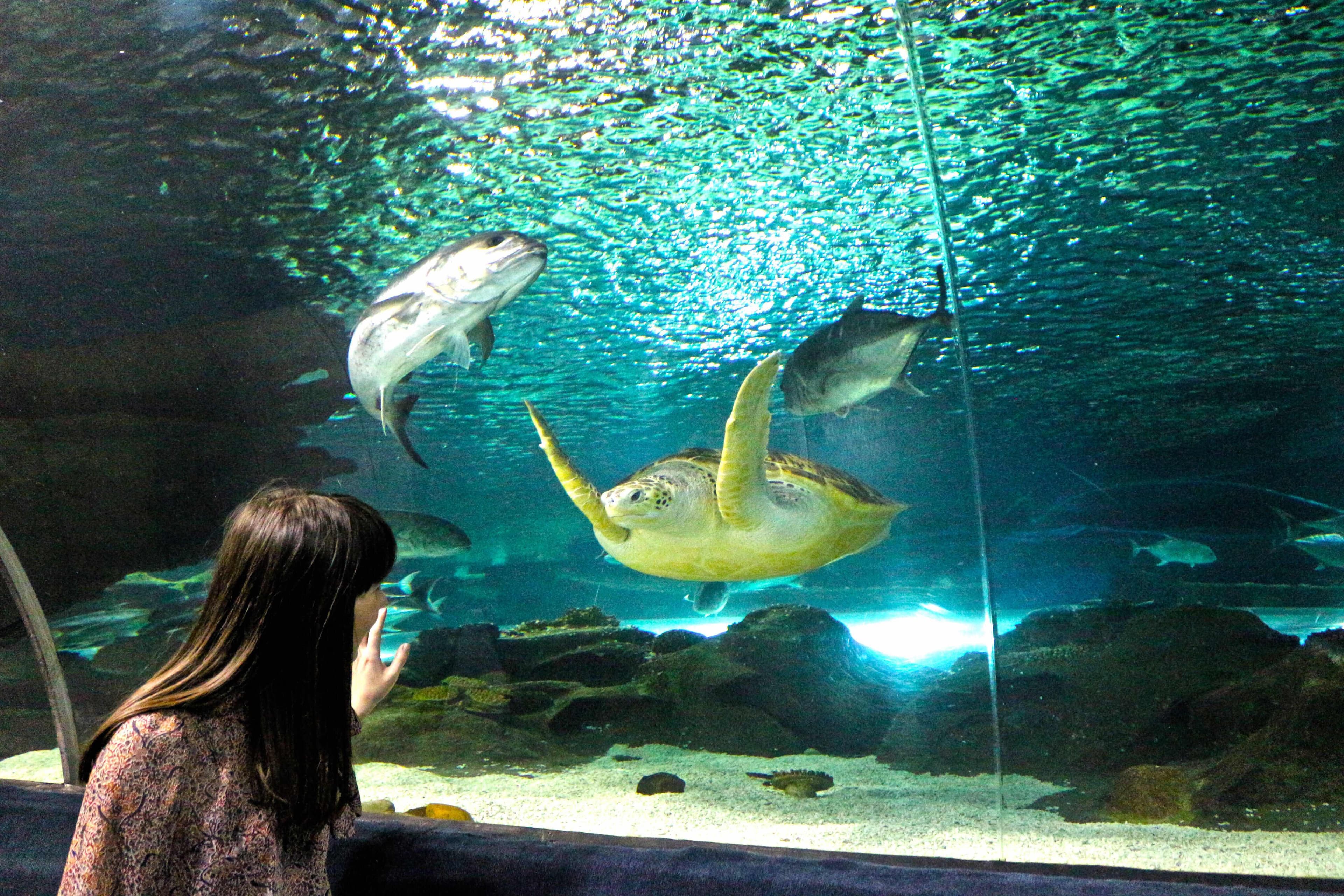 Ailand Oceanarium — photo 11
