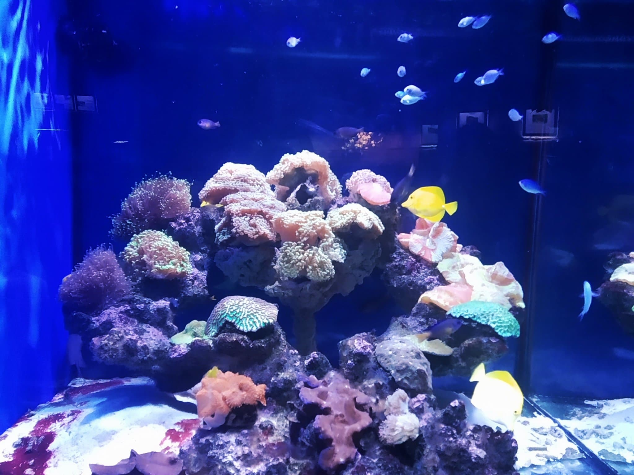 Ailand Oceanarium — photo 12
