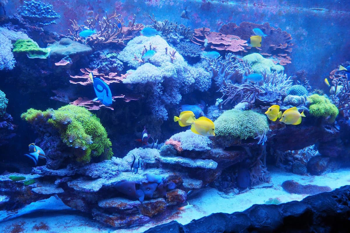 Ailand Oceanarium — photo 6