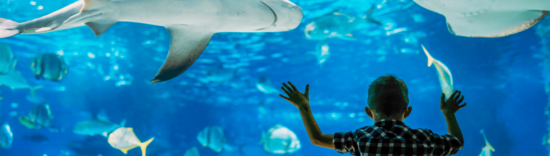 Ailand Oceanarium — photo 5