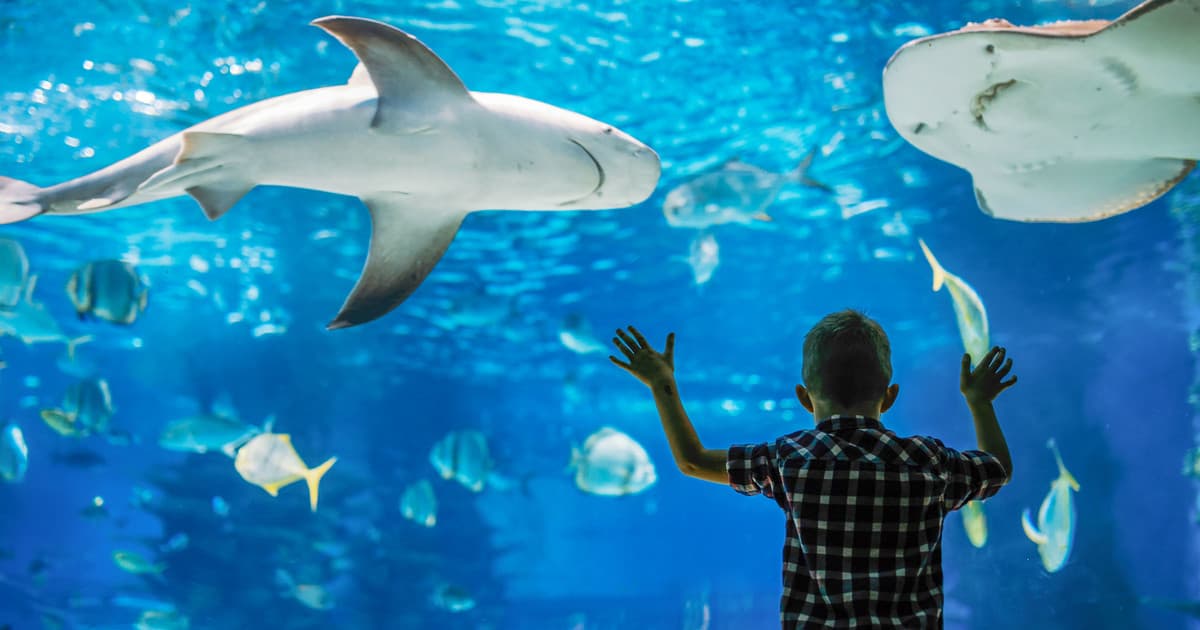 Ailand Oceanarium — photo 4