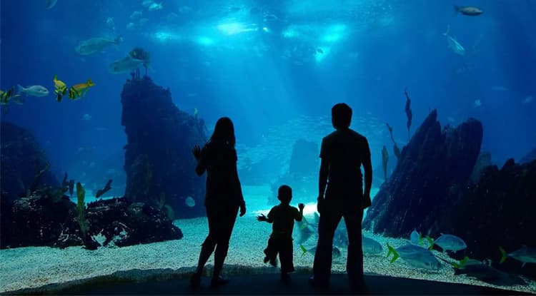 Ailand Oceanarium — photo 10